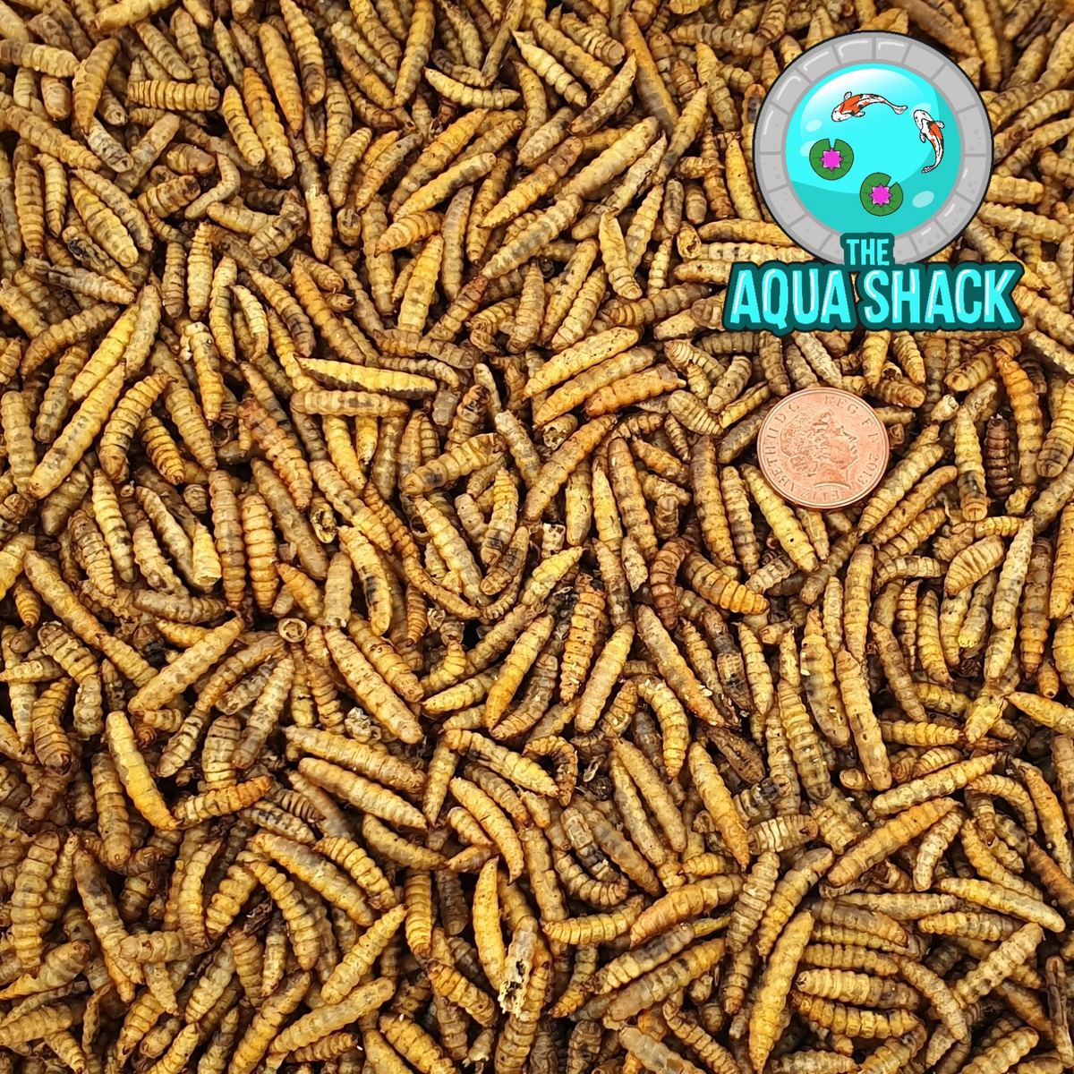 Mealworms hotsell for koi