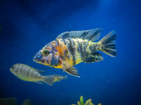 Premium Cichlid Flake for all types | The Aqua Shack