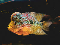 Premium Cichlid Flake for all types | The Aqua Shack