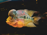 Premium Cichlid Flake for all types | The Aqua Shack