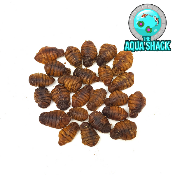 Natural Dried Silkworm Pupae Reptile Food | The Aqua Shack