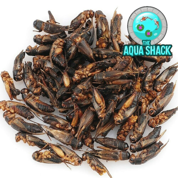 Natural Dried Crickets - Treats for Rats, Sugar Gliders, Pygmy Hedgehogs, Birds | The Aqua Shack