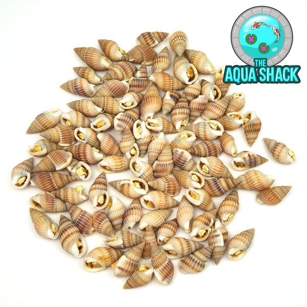 Freeze Dried Snails in Shell | The Aqua Shack